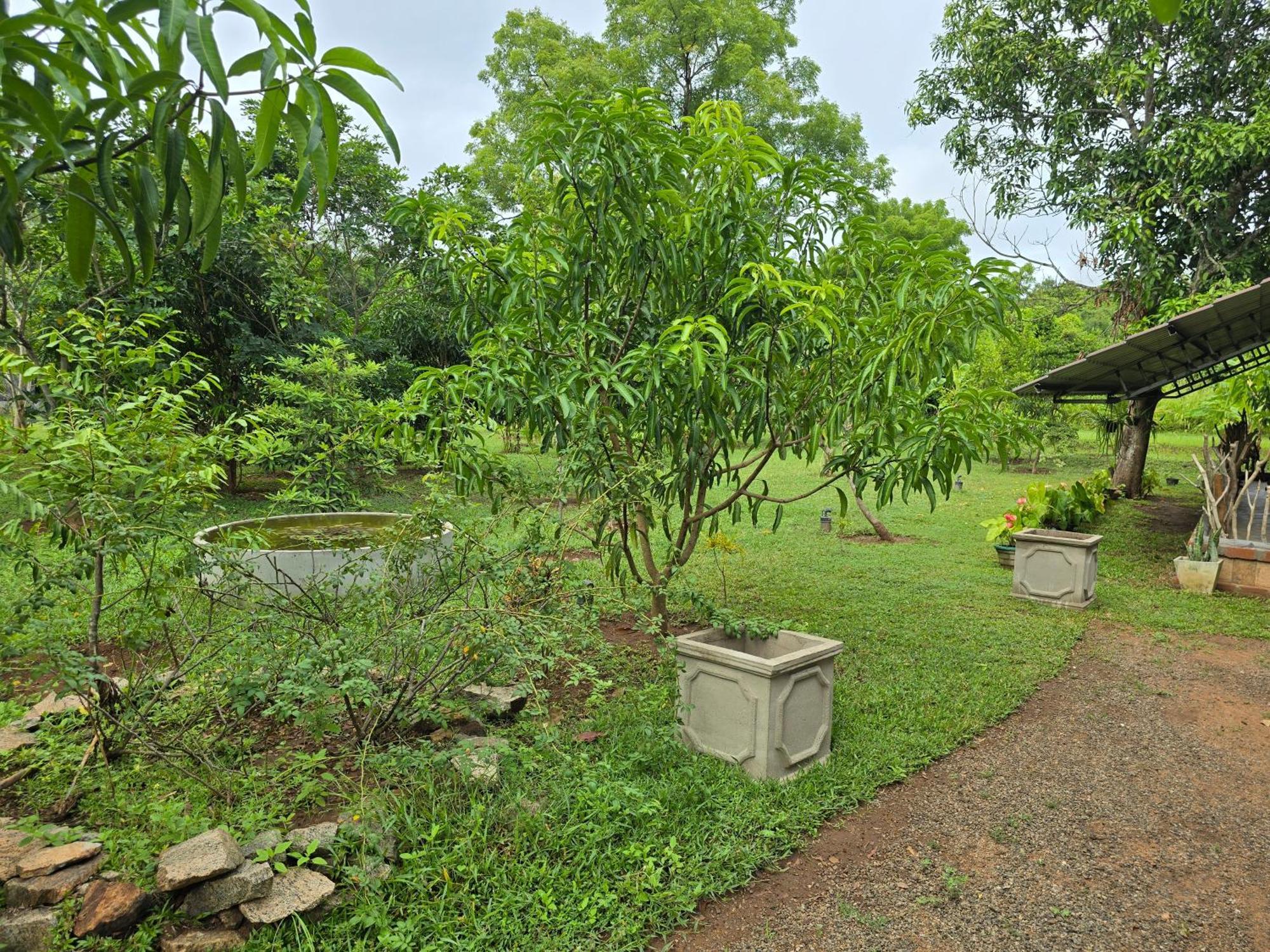 Ceylon Resort Wilpattu Nationalpark Exterior foto